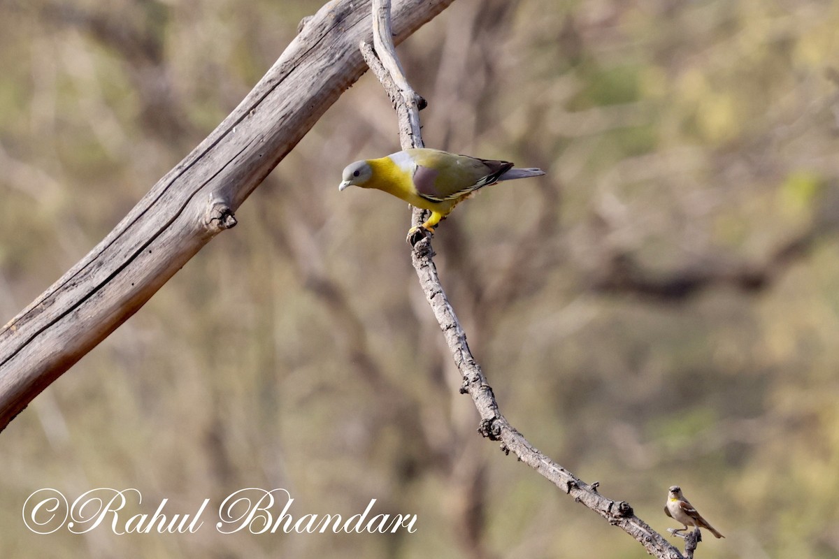 Yellow-footed Green-Pigeon - Rahul Bhandari