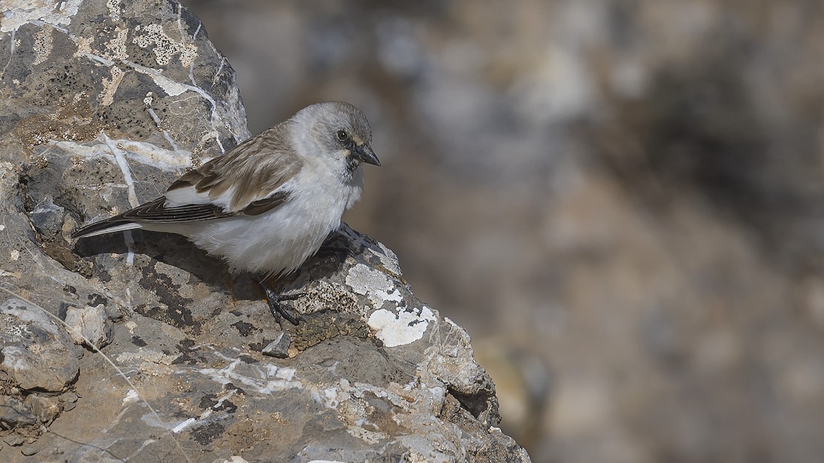 White-winged Snowfinch - Engin BIYIKOĞLU