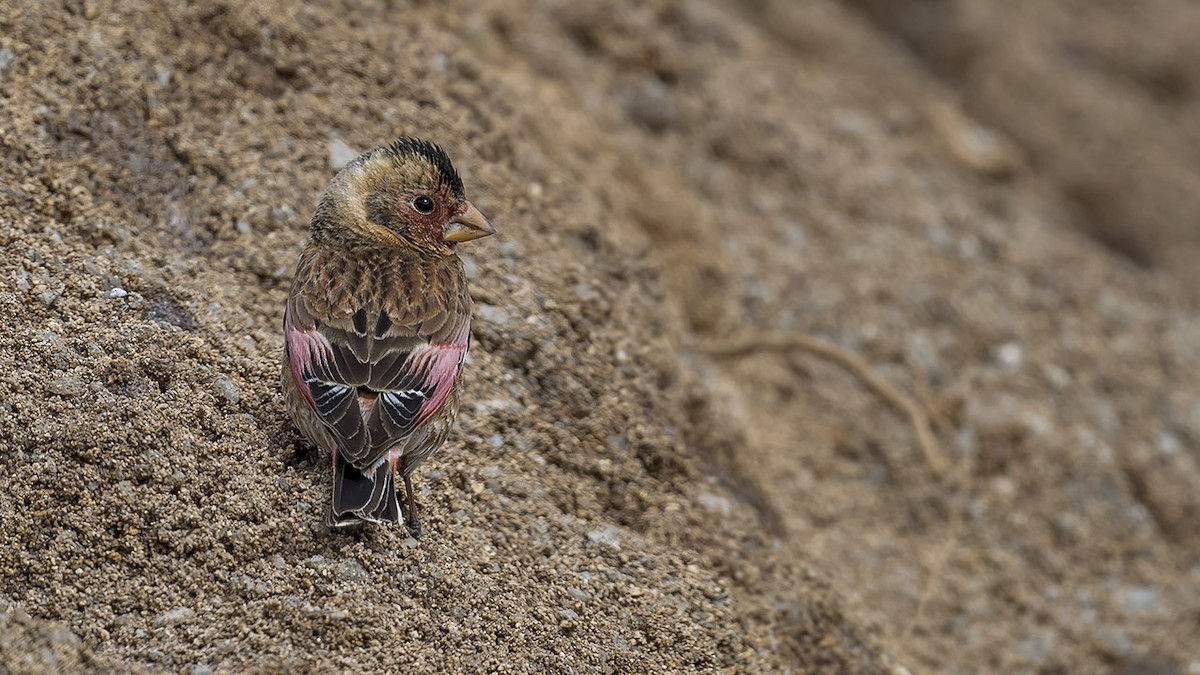 Crimson-winged Finch - Engin BIYIKOĞLU