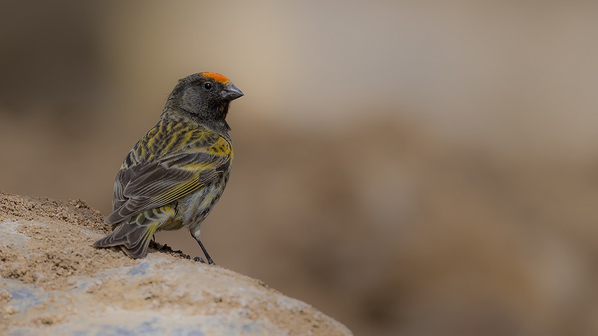 Fire-fronted Serin - ML619295881