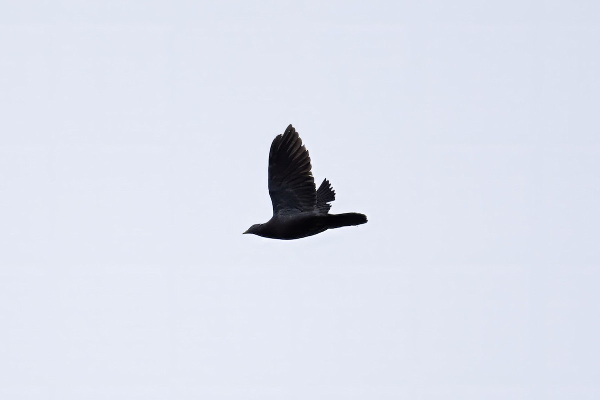 Band-tailed Pigeon (White-necked) - Andrew Newmark