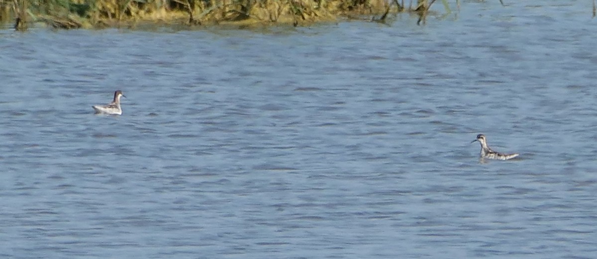 Red-necked Phalarope - Dmitrii Konov