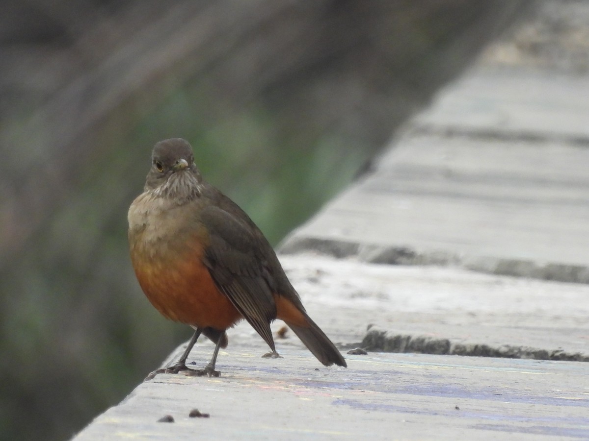 Rufous-bellied Thrush - Laura Bianchi