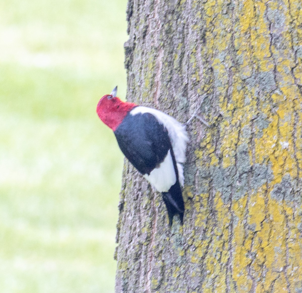 Red-headed Woodpecker - ML619295895