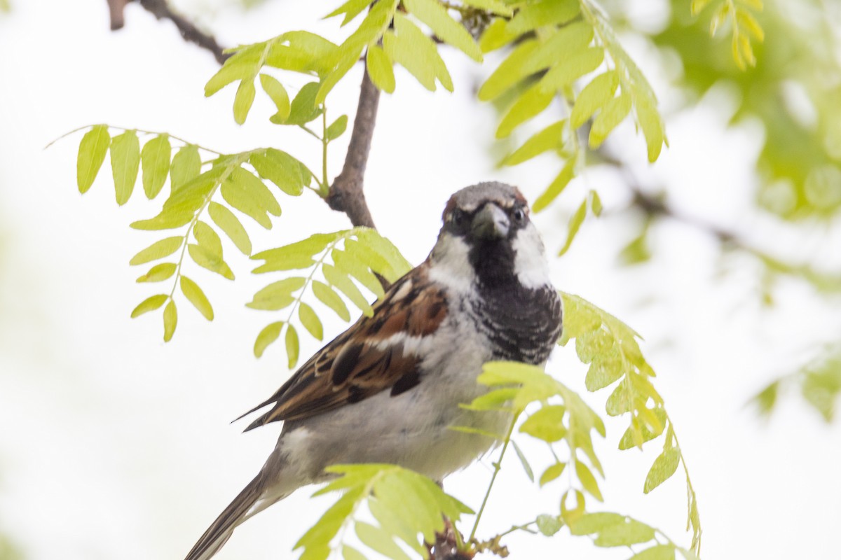 House Sparrow - ML619295906