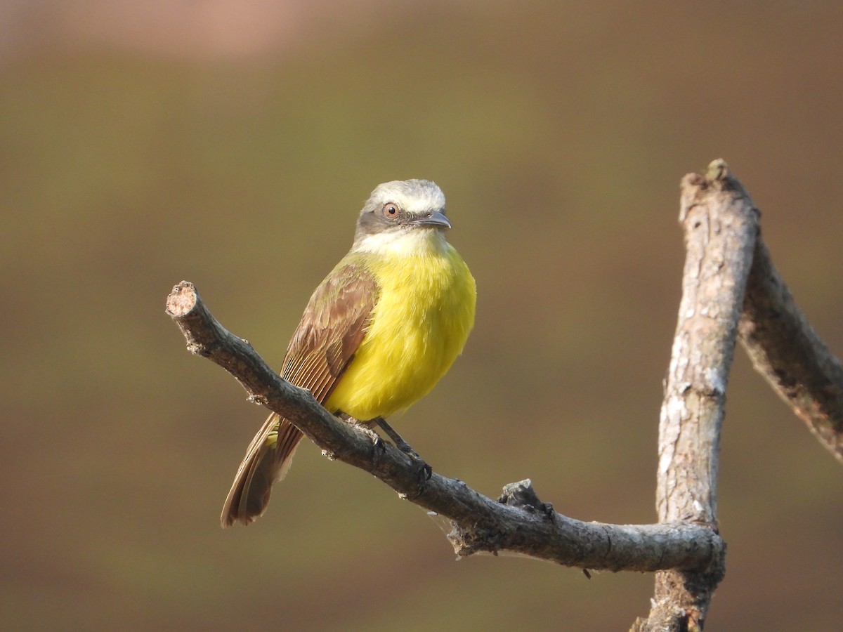 Gray-capped Flycatcher - Joel Amaya (BirdwatchingRoatan.com)