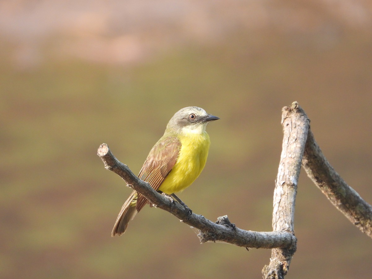 Gray-capped Flycatcher - Joel Amaya (BirdwatchingRoatan.com)