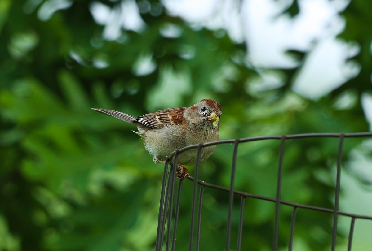Field Sparrow - Barbara Hostetler