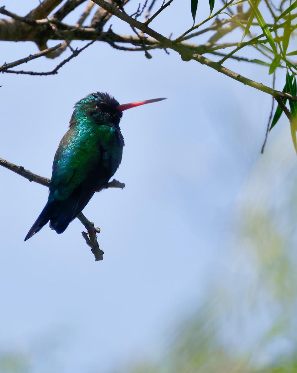 Glittering-bellied Emerald - Anonymous