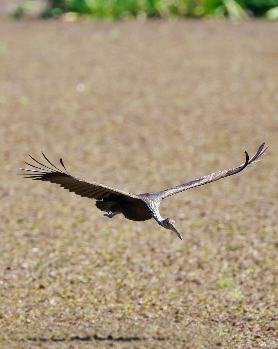 Limpkin - Anonymous