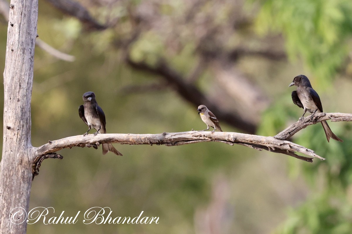 Yellow-throated Sparrow - Rahul Bhandari