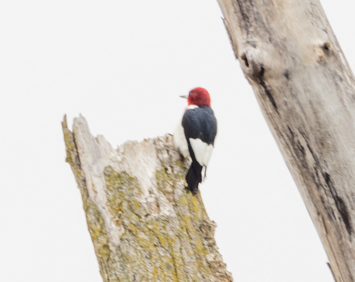 Red-headed Woodpecker - George Keller