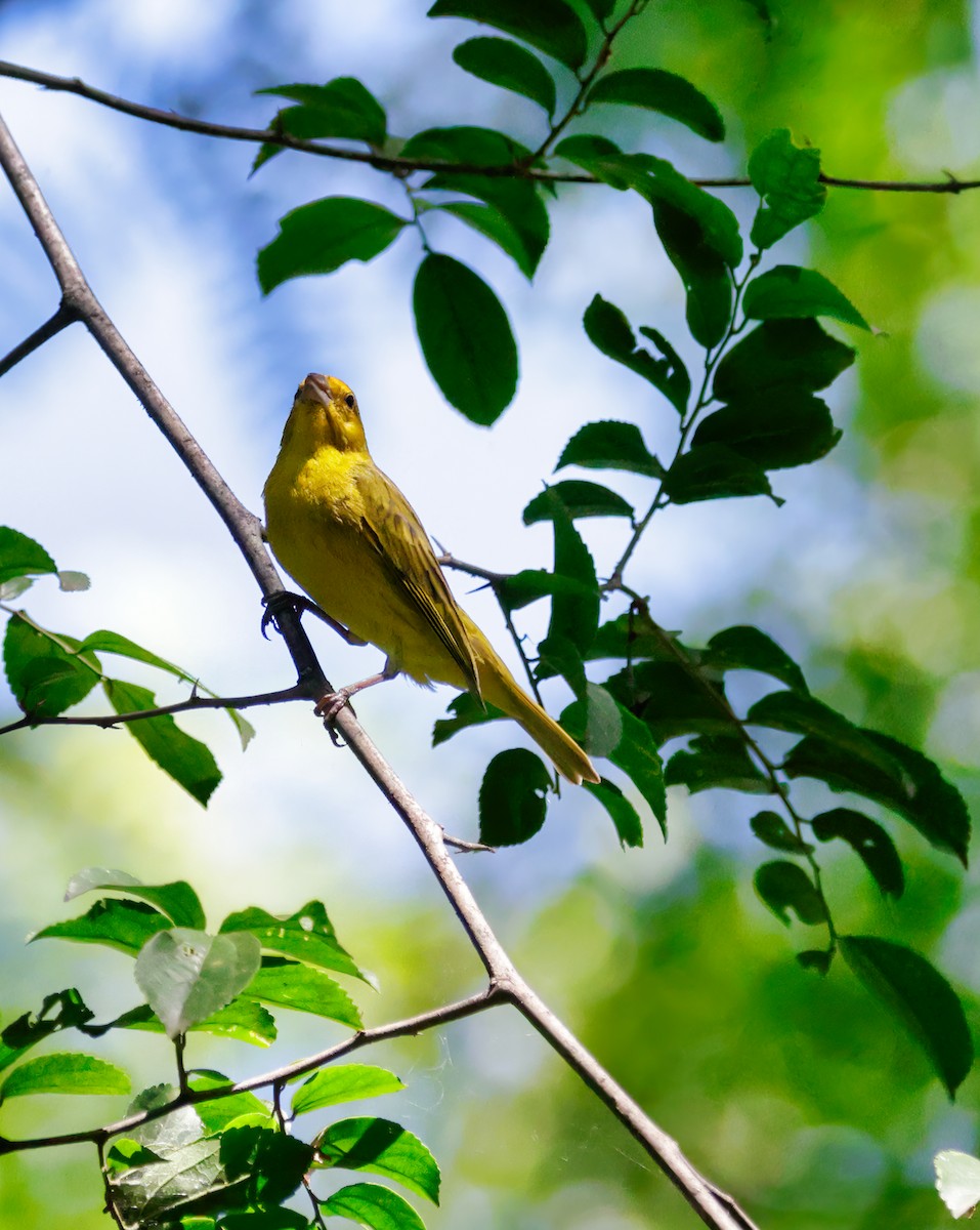 Hepatic Tanager - Anonymous