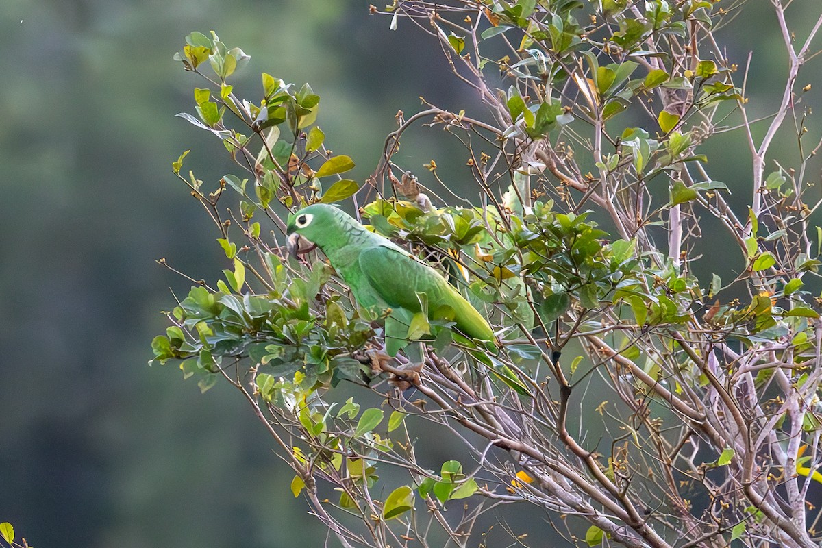 Mealy Parrot - Mason Flint