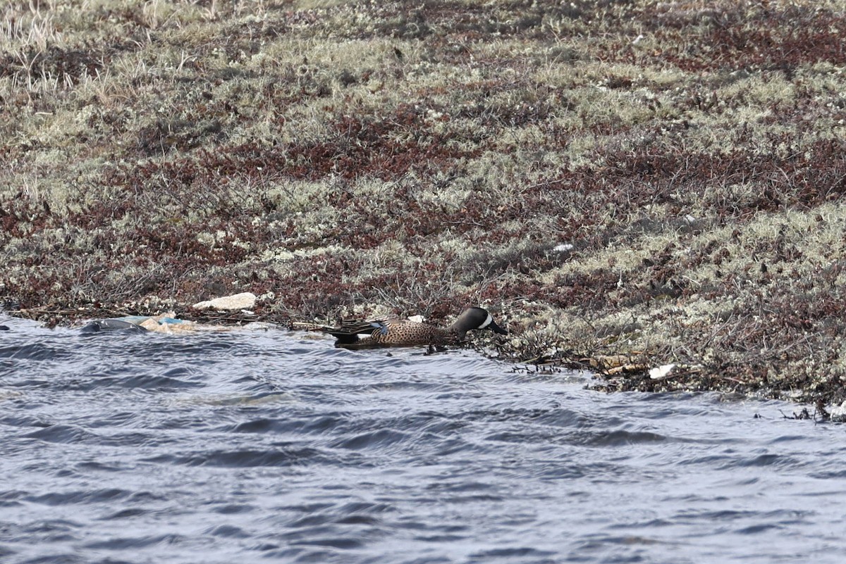 Blue-winged Teal - Denis Corbeil