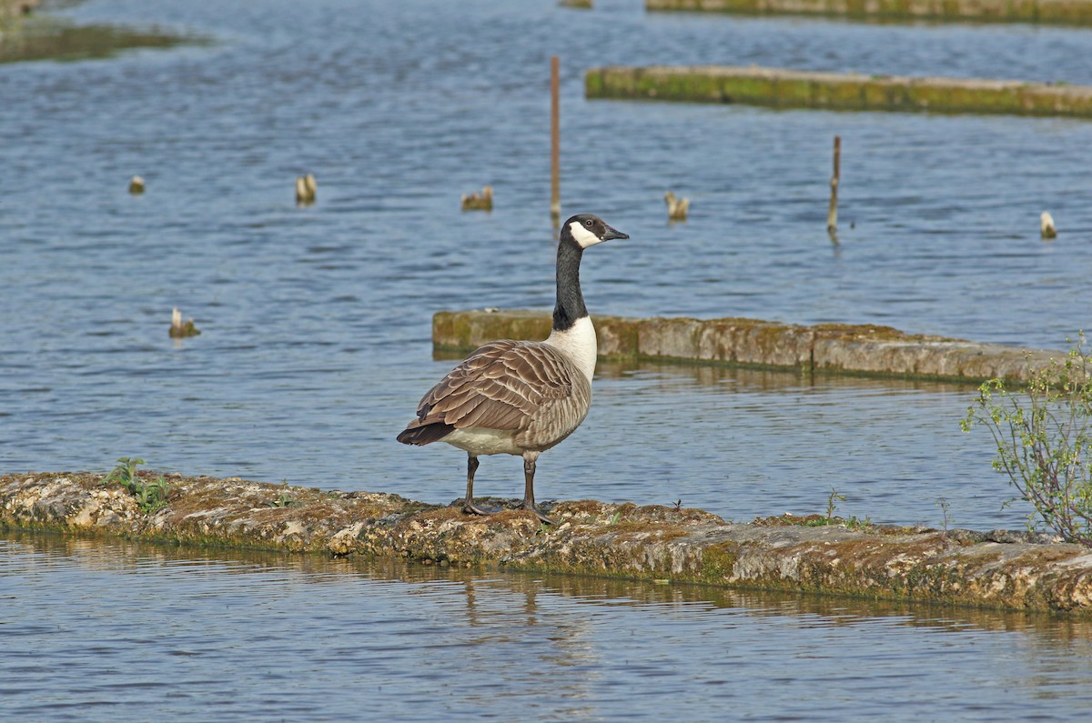 Canada Goose - Andrew Steele