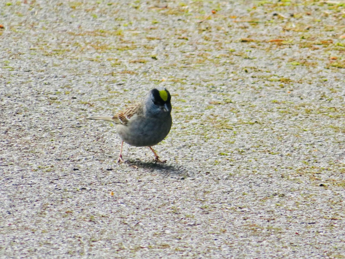 Golden-crowned Sparrow - C & A Lloyd