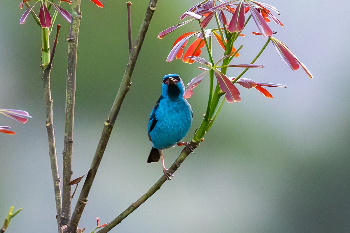 Blue Dacnis - Mason Flint