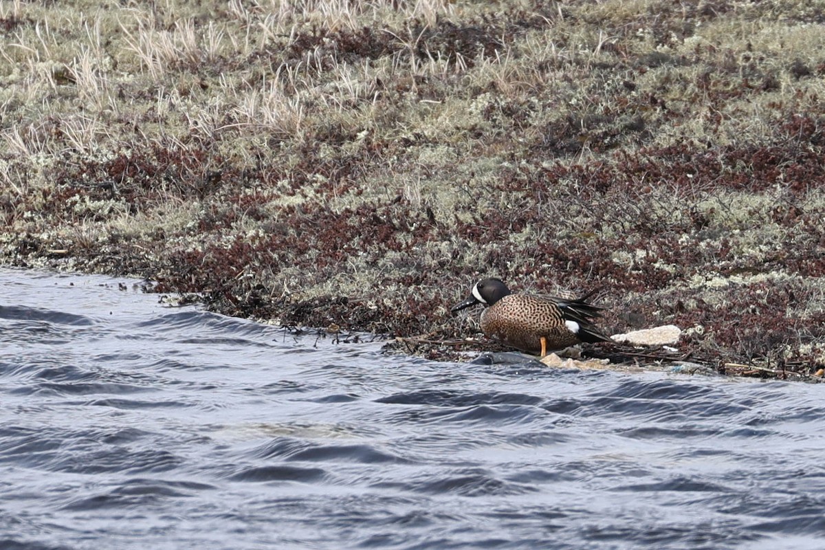 Blue-winged Teal - Denis Corbeil