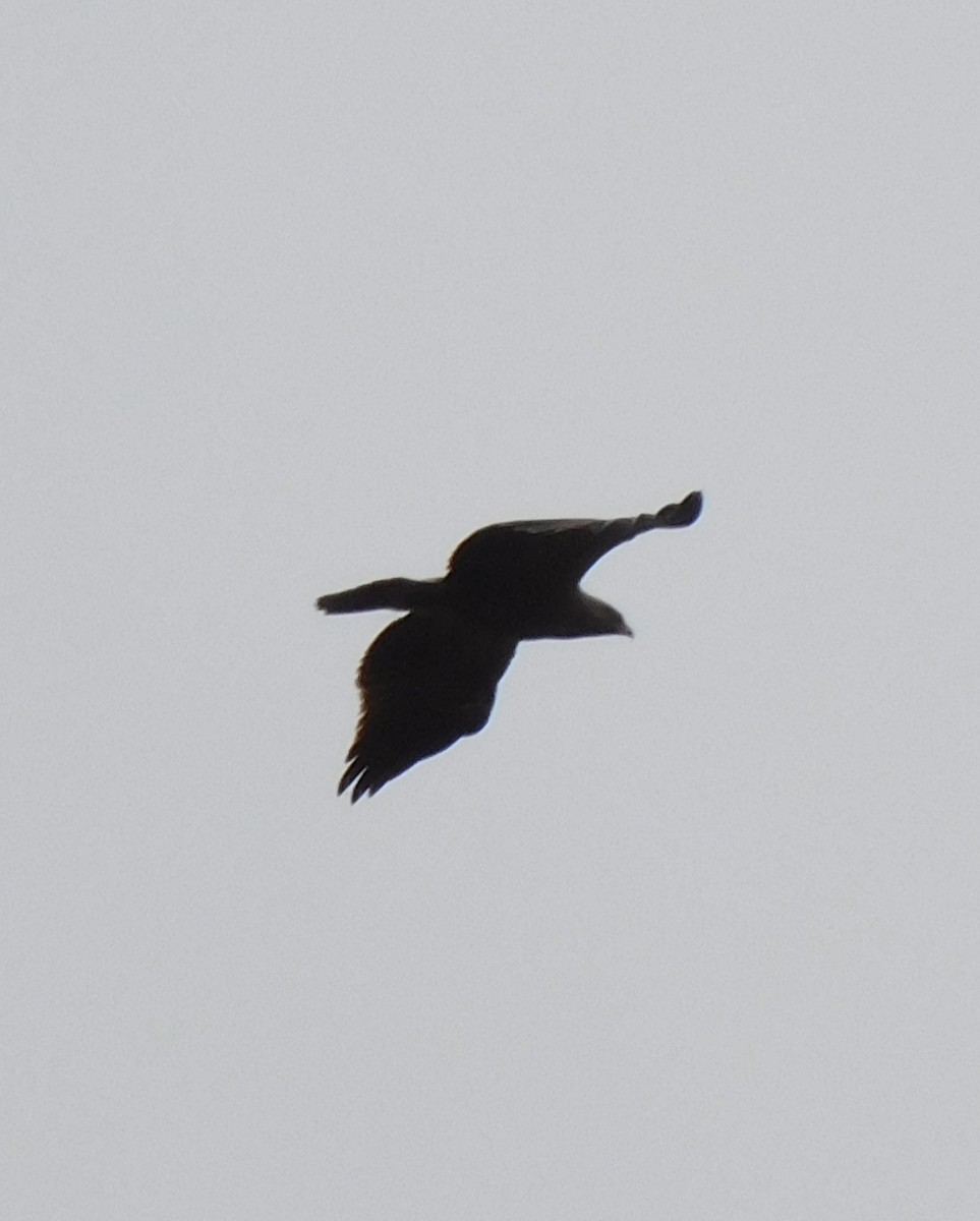 Lesser Spotted Eagle - Ivica Grujic