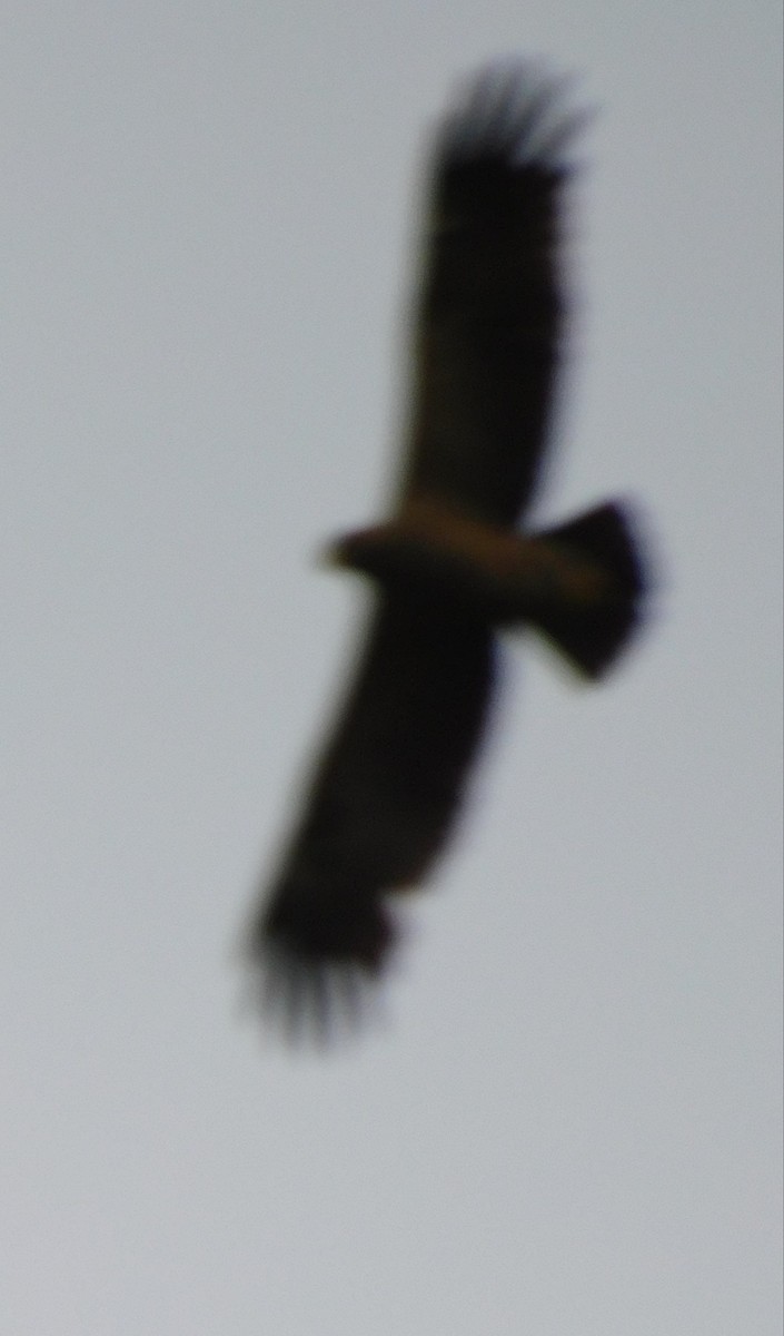 Lesser Spotted Eagle - ML619295989