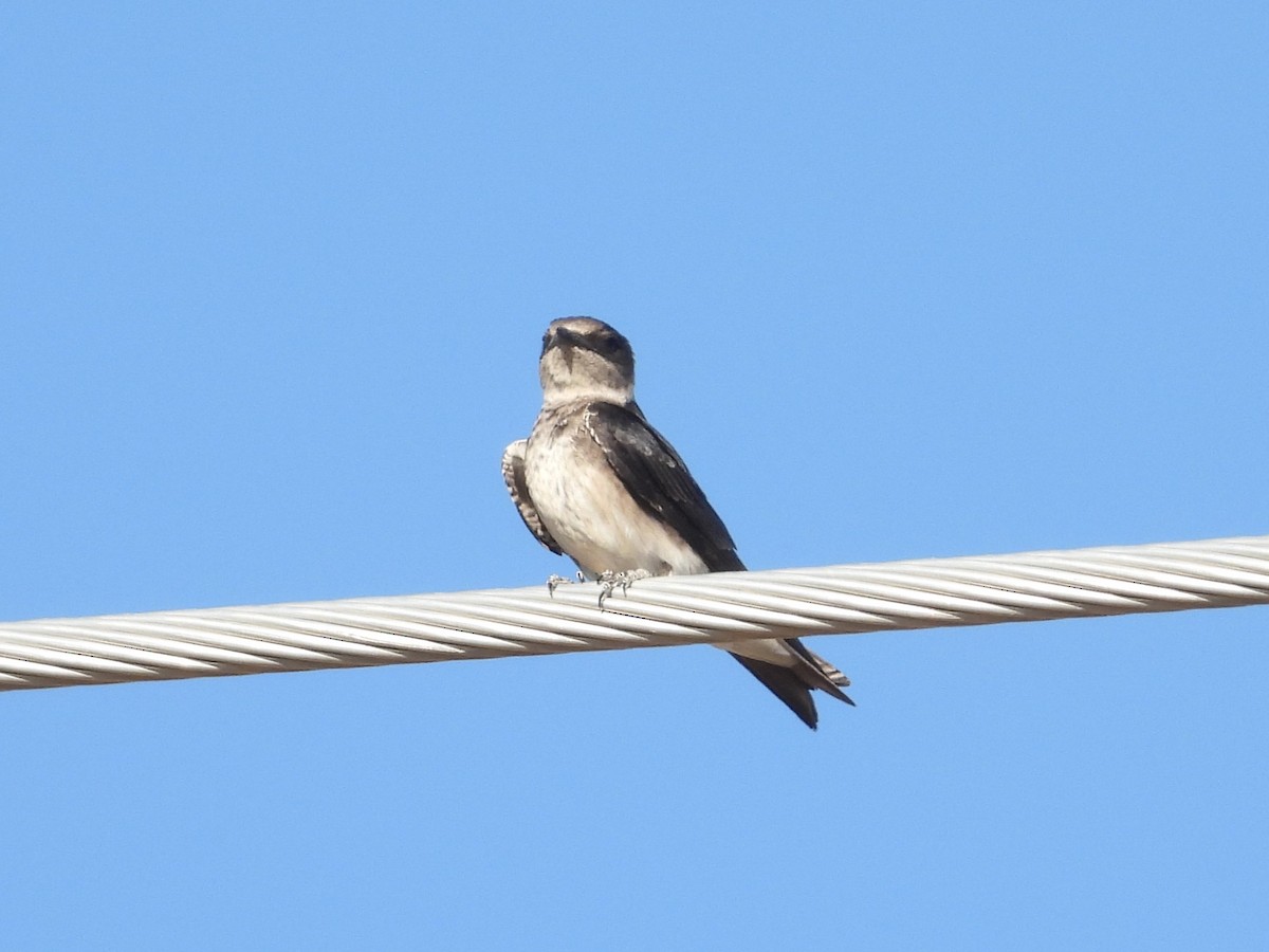 Purple Martin - Nick Komar