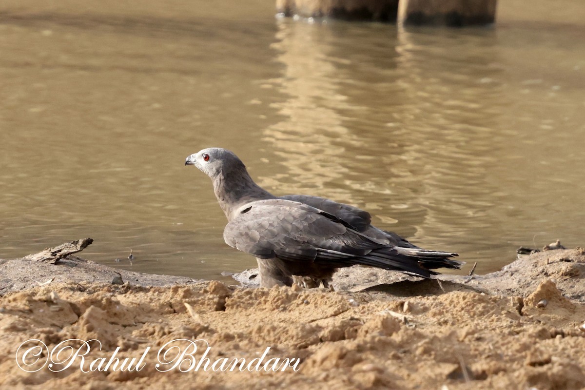 Oriental Honey-buzzard - ML619295994