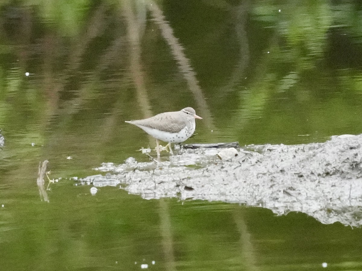 Spotted Sandpiper - ML619296000