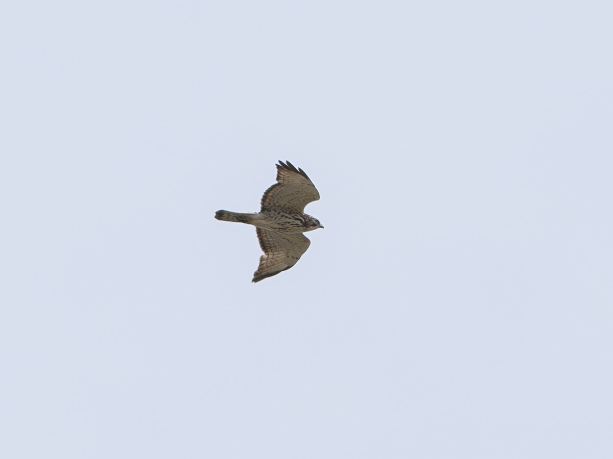 Broad-winged Hawk - ML619296005
