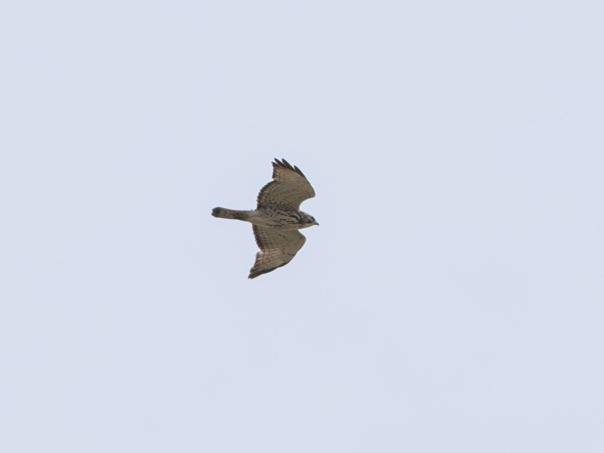 Broad-winged Hawk - Debbie Tubridy