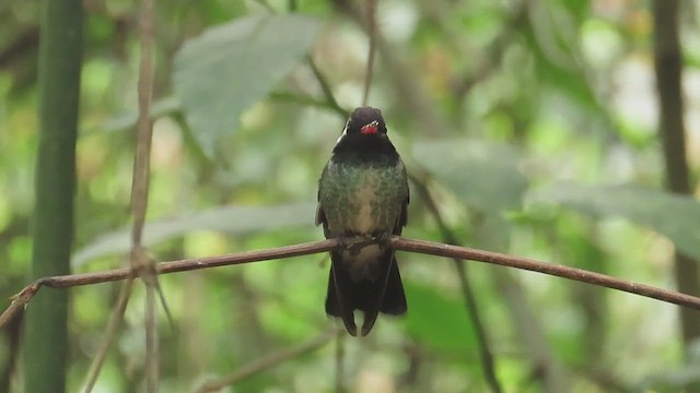 Colibri à oreilles blanches - ML619296007