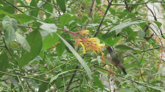 Colibrí Orejiblanco - ML619296008