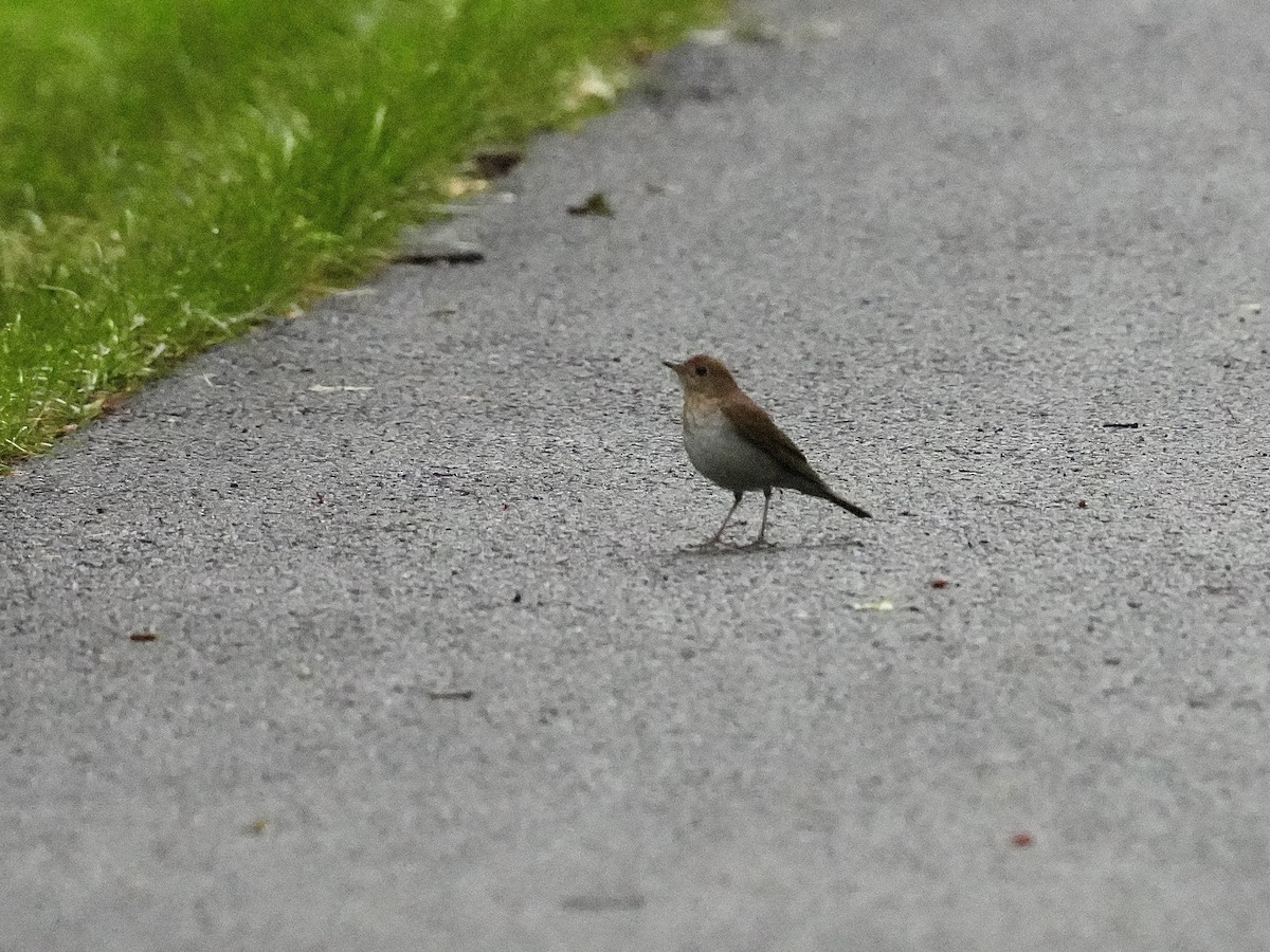 Veery - Stacy Rabinovitz