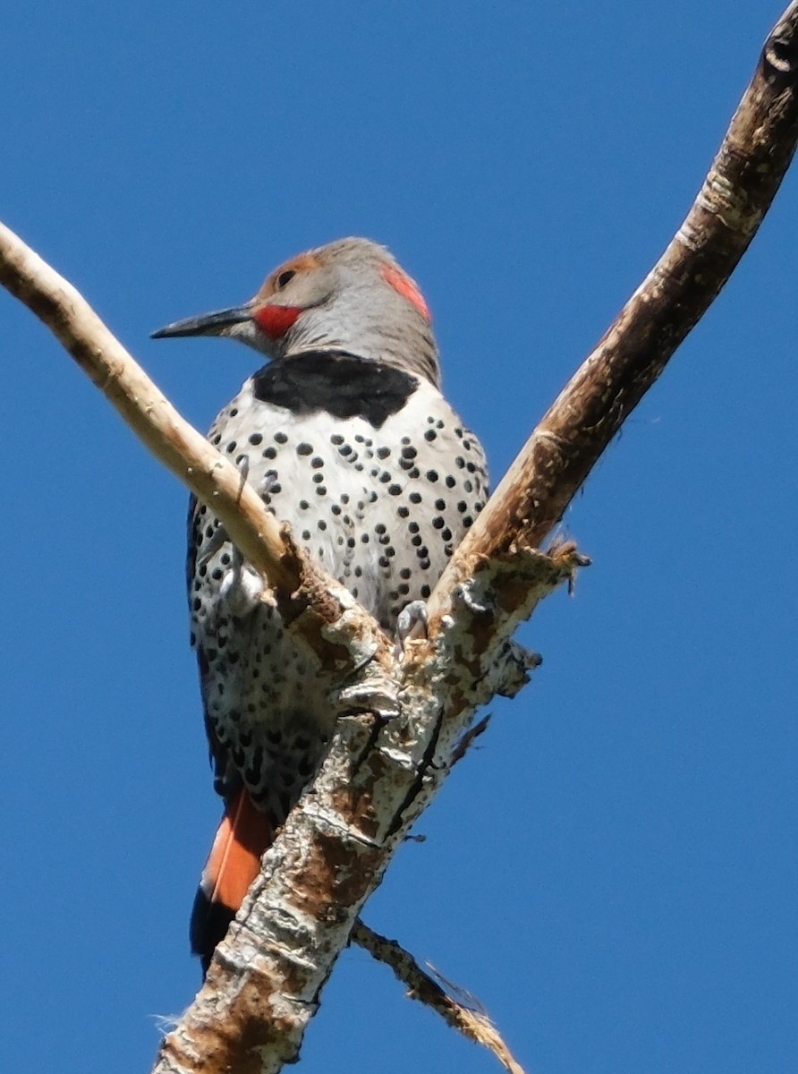 Northern Flicker (Yellow-shafted x Red-shafted) - ML619296023