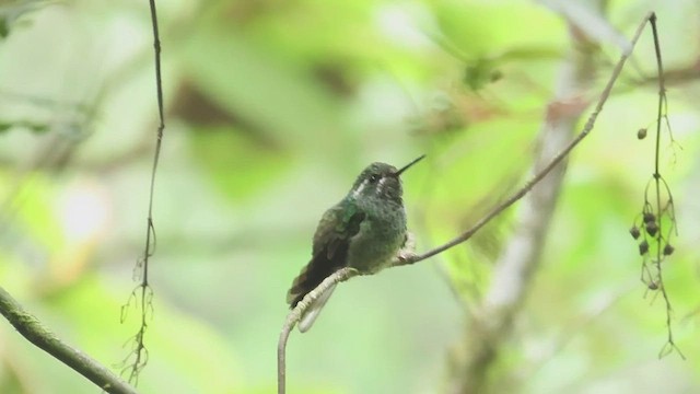 Colibrí de Sibila - ML619296025