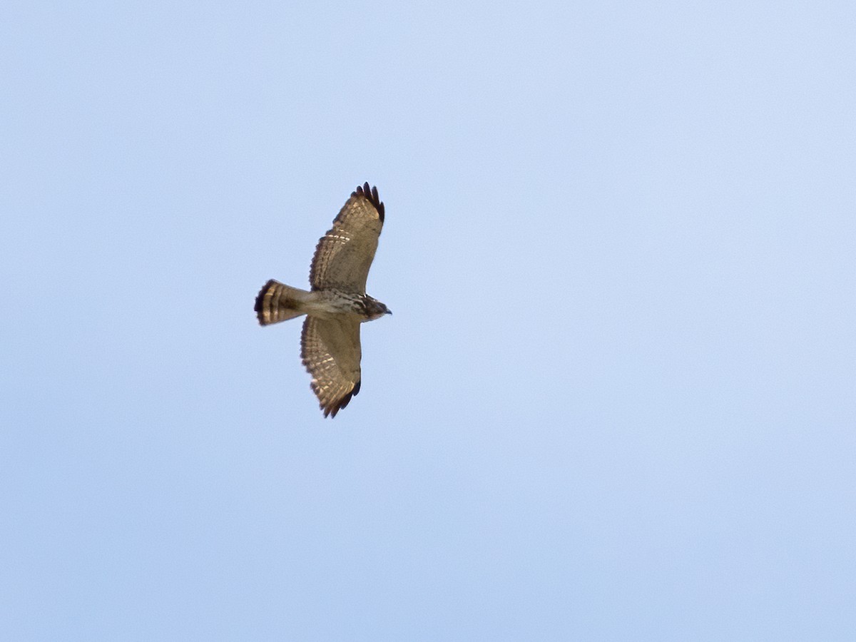 Broad-winged Hawk - ML619296031