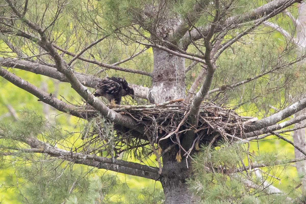 Bald Eagle - Cameron Johnson