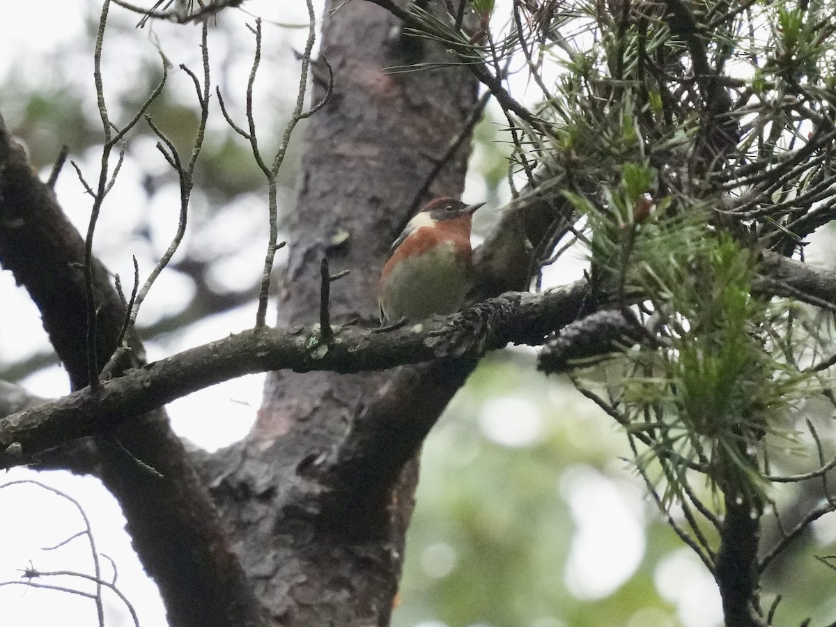 Bay-breasted Warbler - Stacy Rabinovitz