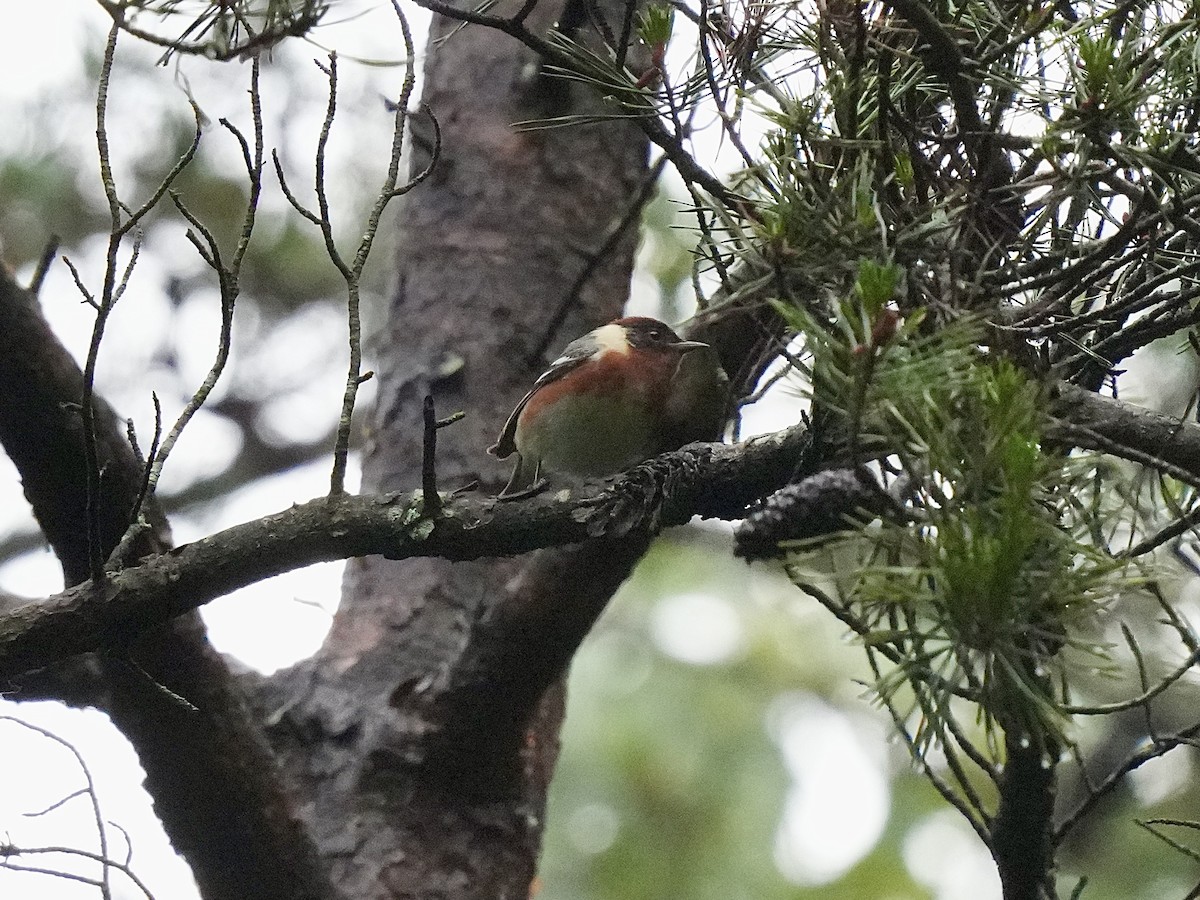 Bay-breasted Warbler - Stacy Rabinovitz