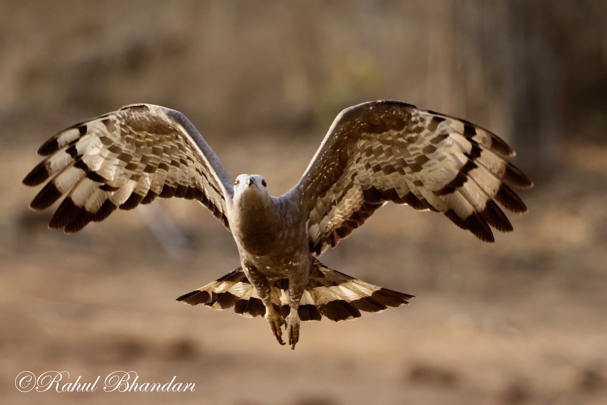 Oriental Honey-buzzard - Rahul Bhandari
