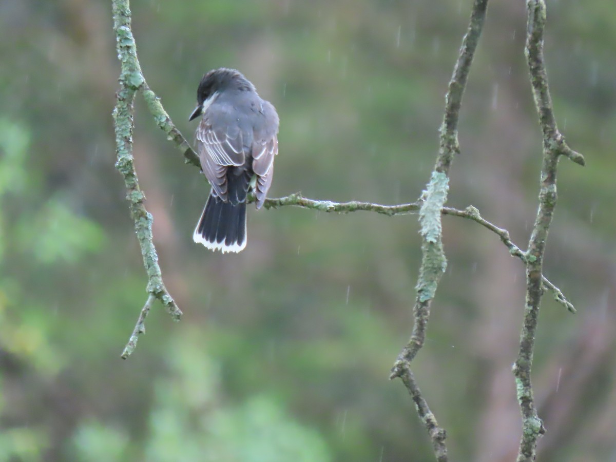 Eastern Kingbird - Terryl  Tindall