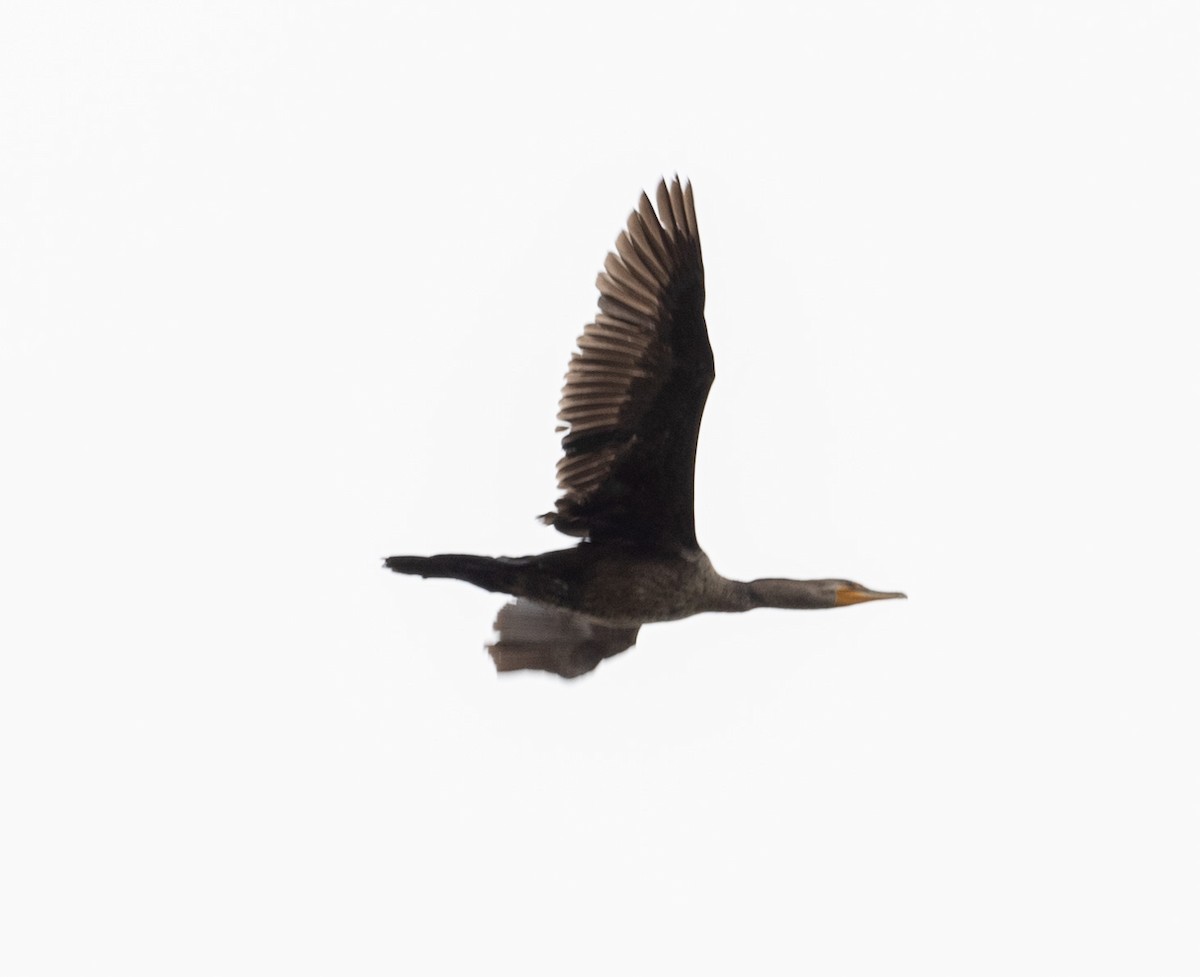 Double-crested Cormorant - George Keller