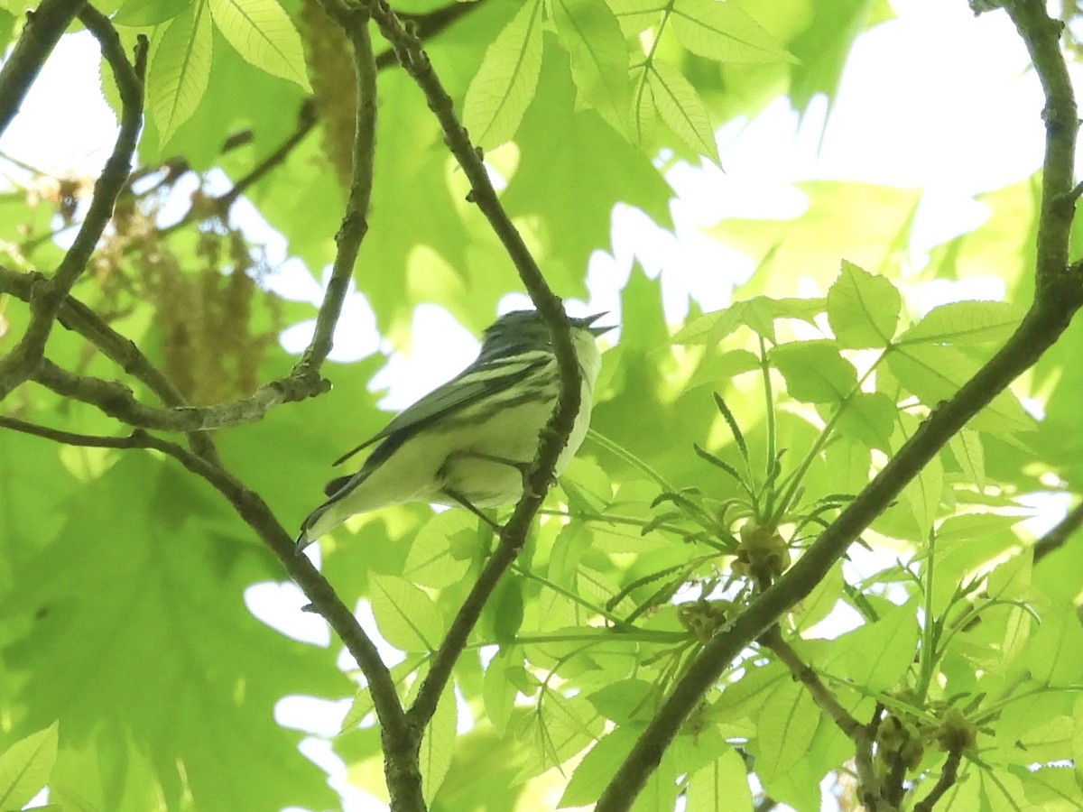 Cerulean Warbler - Mary Russ