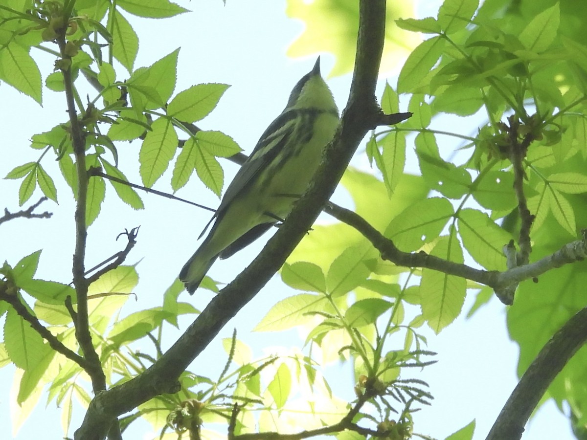 Cerulean Warbler - Mary Russ