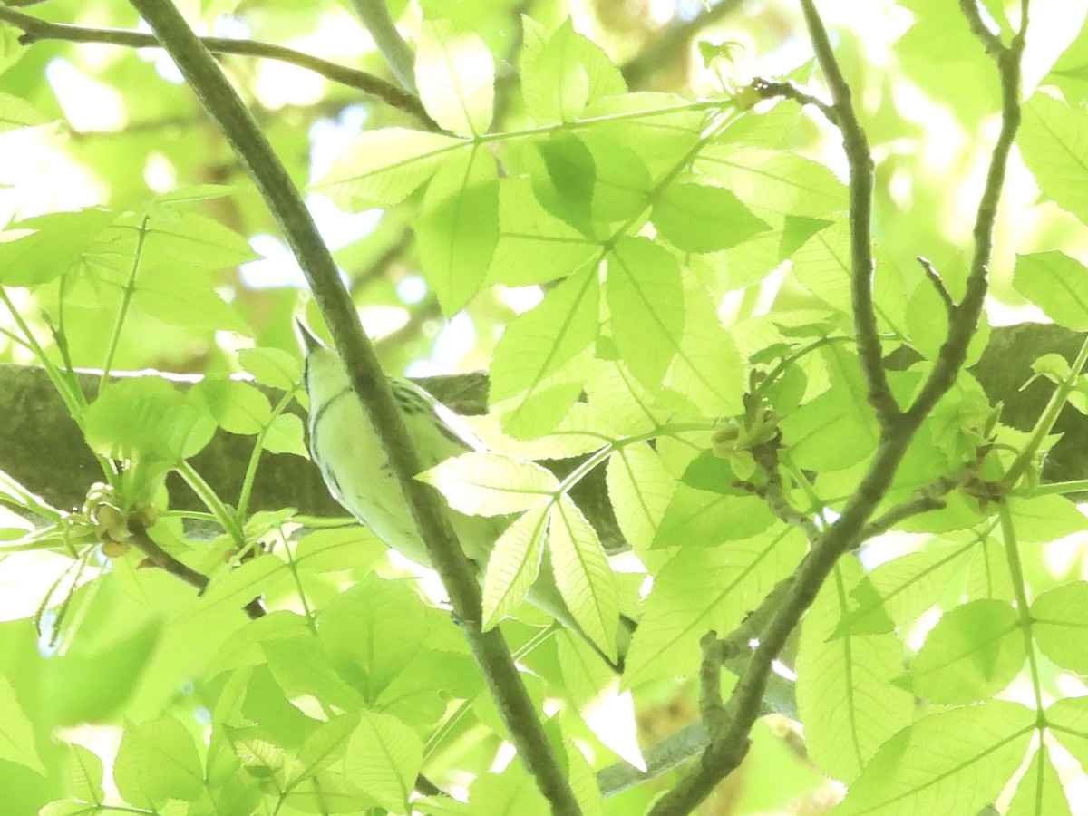 Cerulean Warbler - Mary Russ