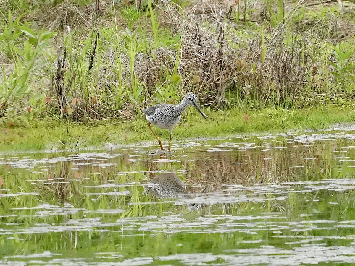 Greater Yellowlegs - Stacy Rabinovitz