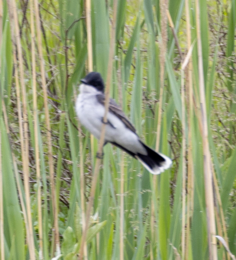 Eastern Kingbird - ML619296085