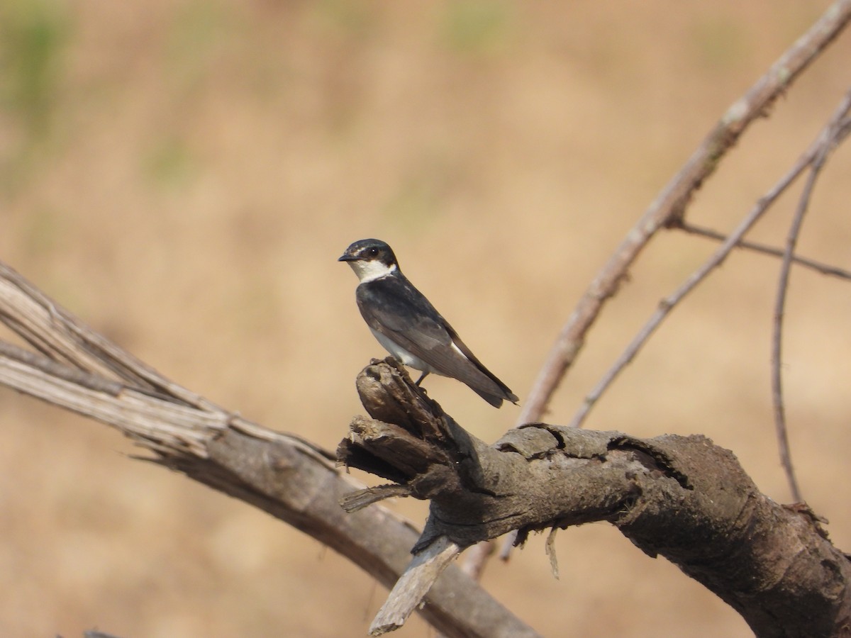 Mangrove Swallow - Joel Amaya (BirdwatchingRoatan.com)