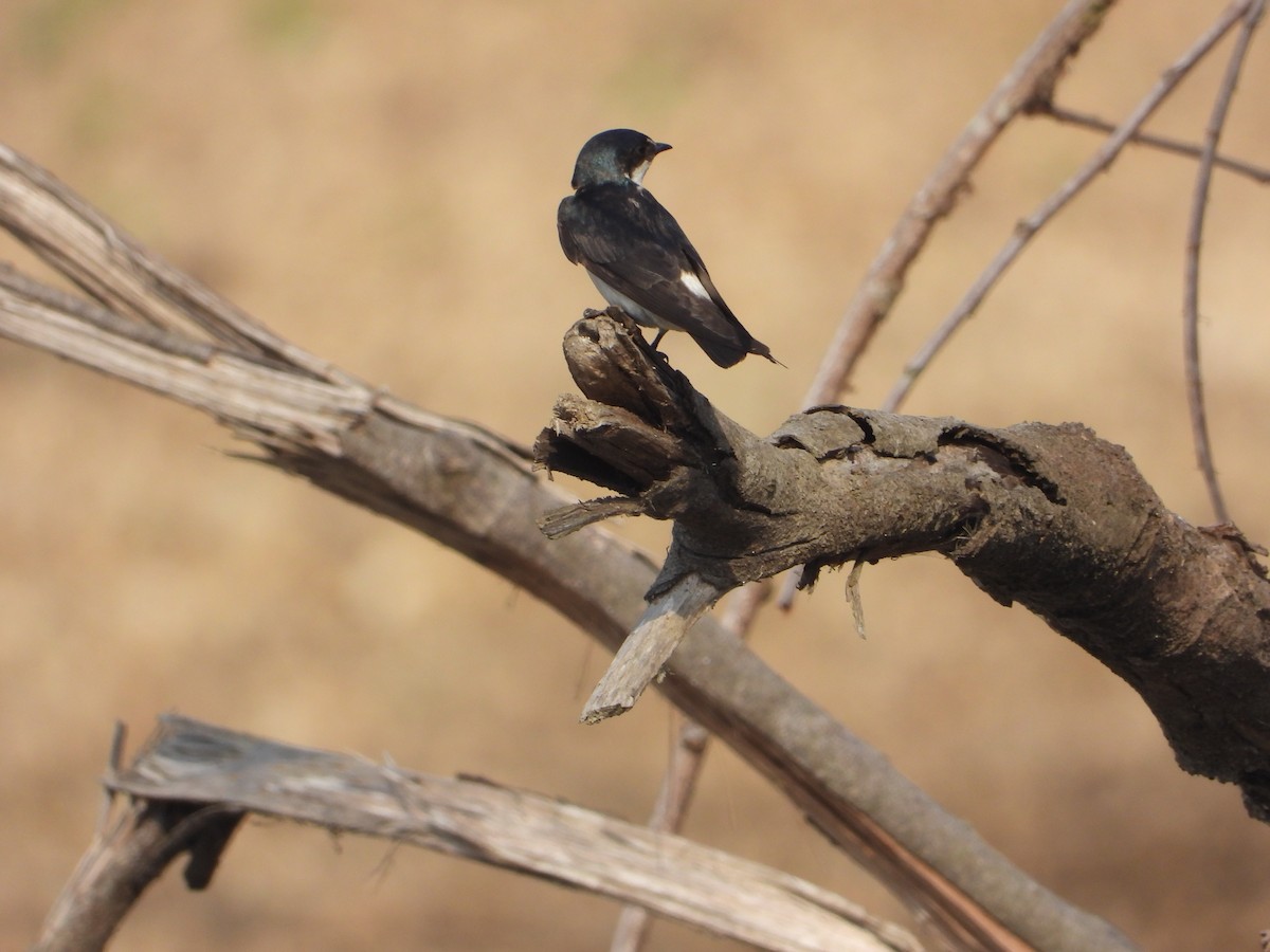 Mangrove Swallow - Joel Amaya (BirdwatchingRoatan.com)