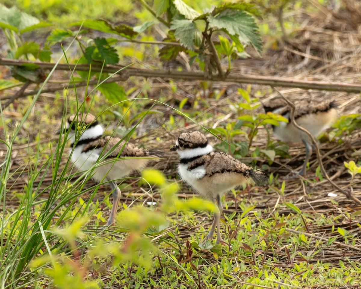 Killdeer - Steve Aprile